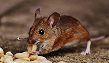 integrated-pest-management-ipm Experts in Milton